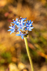 The Blue Pincushion (Brunonia australis) is a perennial herb native to Australia. It features striking blue, pincushion-like flower heads on slender stems and rosettes of basal leaves. 