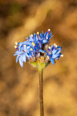 The Blue Pincushion (Brunonia australis) is a perennial herb native to Australia. It features striking blue, pincushion-like flower heads on slender stems and rosettes of basal leaves. 