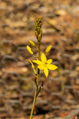 The yellow flower of the endemic Australian perennial wildflower known as the Blubine Lily (Bulbine bulbosa).