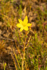 The yellow flower of the endemic Australian perennial wildflower known as the Blubine Lily (Bulbine bulbosa).