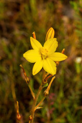 The yellow flower of the endemic Australian perennial wildflower known as the Blubine Lily (Bulbine bulbosa).