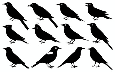 Vector art of collection of various blackbird species illustration