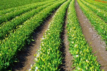 2021-04-16 ROWS OF TULIPS IN EARLY BLOOM IN THE SKAGIT VALLEY OF WASHINGTON STATE