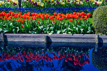 2021-04-16 SEVERAL ROWS OF MULTI COLORED TULIPS IN FULL BLOOM WITH A NICE REFLECTION IN A SMALL POND IN THE SKAGIT VALLEY IN WASHINGTON STATE-1.tif