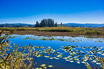2023-10-18 A CALM BEAUTIFUL LAKE WITH A REFLECTION AND LILLY PADDS WITH FOLIAGE IN THE BACKGROUND AND A BLUE SKY NEAR MOUNT ST HELENS IN WASHINGTON STATE-1.tif