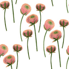 Watercolor pink ranunculus seamless pattern. Ranunculus flowers and green stems on white background.
