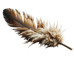 Torn Feather Duster Transparent PNG