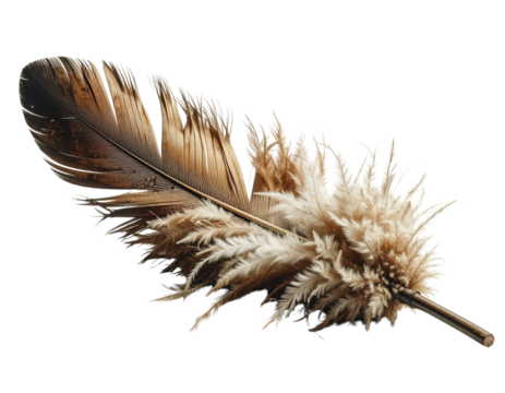 Torn Feather Duster Transparent PNG