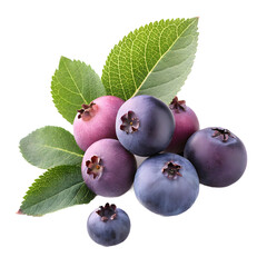 saskatoon berries isolated on transparent background