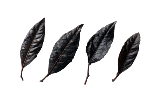 Four dark, dried tea leaves arranged horizontally against a transparent background