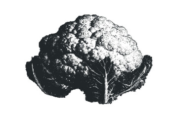 Halftone image of a cauliflower with leaves on a white background. Vector hand drawn illustration