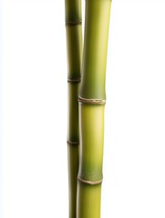 Obraz premium Green bamboo stalks arranged vertically against a white background. The bamboo is healthy and vibrant, showcasing its natural color and texture.