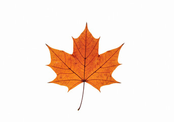 Obraz premium Classic Orange Autumn Maple Leaf Isolated on a White Background