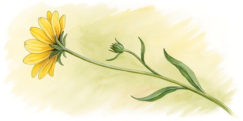 Fototapeta premium Watercolor illustration of a single yellow daisy flower with a bud, isolated on a soft yellow watercolor background.