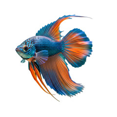 Fototapeta premium siamese fighting fish