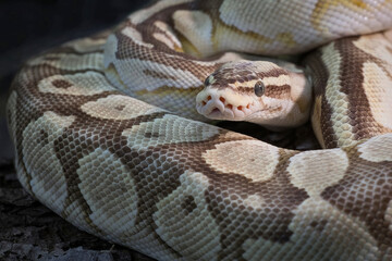 a very close detailed portrait of a royal python. Its head is emerging from its coiled body and its eyes are staring. There is space for copy text