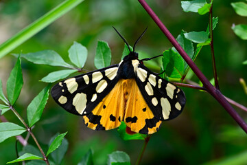 Cream-spot tiger // Schwarzer Bär (Arctia villica) - Ropotamo - N2000 (Bulgaria)