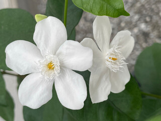 White angel flowers