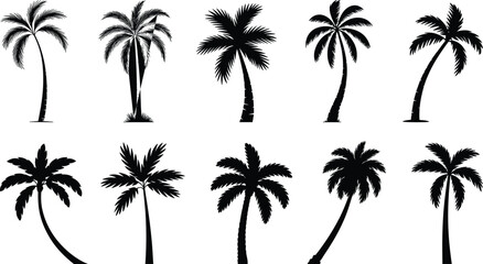 Palm tree silhouette, tropical plant, summer beach design, exotic nature symbol, coconut tree vector, vacation element, jungle foliage, island decoration, holiday art