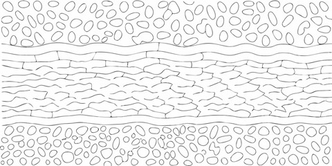 Microscopic view of plant tissue layers showing epidermal cells and internal cellular structures in a black and white line drawing © RanjanKumar