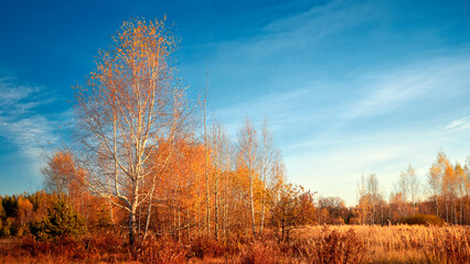 Autumn landscape with trees and beautiful sky.