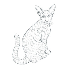 Cat Line Art Clipart Illustration, Black and White Outline Drawing of Cute Cats, Coloring Book Style Digital PNG for DIY Crafts, Stickers and Design