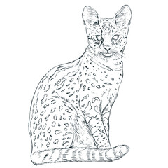 Cat Line Art Clipart Illustration, Black and White Outline Drawing of Cute Cats, Coloring Book Style Digital PNG for DIY Crafts, Stickers and Design