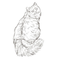 Cat Line Art Clipart Illustration, Black and White Outline Drawing of Cute Cats, Coloring Book Style Digital PNG for DIY Crafts, Stickers and Design