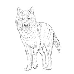 Dog and Cat Line Art Clipart Illustration Set, Black and White Outline Drawings of Cute Pets, Coloring Book Style Digital PNG Elements for Crafts, Stickers and Design