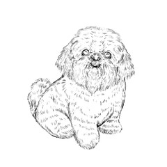 Dog and Cat Line Art Clipart Illustration Set, Black and White Outline Drawings of Cute Pets, Coloring Book Style Digital PNG Elements for Crafts, Stickers and Design