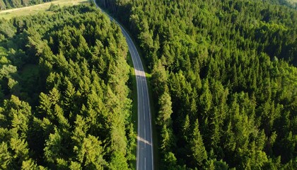 Aerial view of a winding road carving through a dense, sun-dappled forest, showcasing lush greenery
