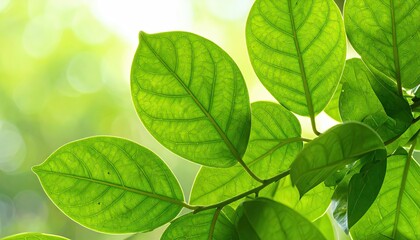 Glossy Green Leaves Backlit in Bright Sunlight