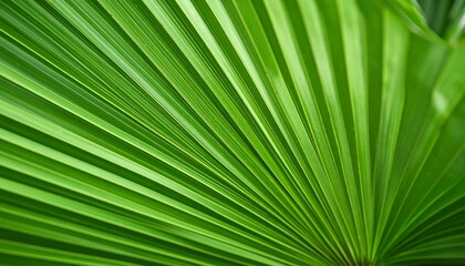 Obraz premium Close-up of vibrant green palm fronds (1)