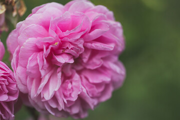 Rose damask close-up. Delicate pink rose. Macro photography of a flower bud.