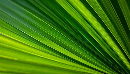 Obraz premium Close-up of vibrant green palm fronds