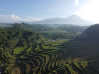 terraced rice field