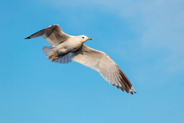 Fototapeta premium A glaucous seagull in flight against a clear blue sky.