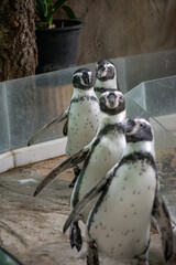 Obraz premium Black - footed Penguins, Jackass, Penguins , African penguins