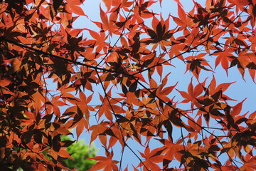 青空に透けるもみじの光景1