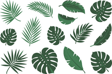 tropical green leaves collection vector illustration monstera palm banana leaf botanical foliage design