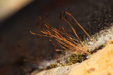 moosstrauch an Stein