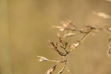 Phyllostachys bambusoides, called Wangdae in Korea, is a giant bamboo with long internodes and hairy leaf sheaths. It has dense foliage and is used for timber, crafts, and landscaping.