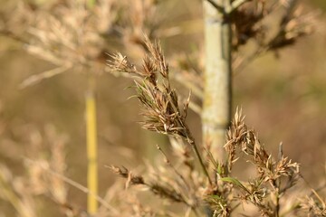 Phyllostachys bambusoides, called Wangdae in Korea, is a giant bamboo with long internodes and hairy leaf sheaths. It has dense foliage and is used for timber, crafts, and landscaping.