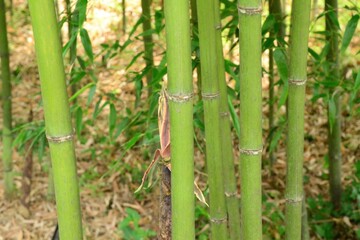 Fototapeta premium Phyllostachys bambusoides, called Wangdae in Korea, is a giant bamboo with long internodes and hairy leaf sheaths. It has dense foliage and is used for timber, crafts, and landscaping.
