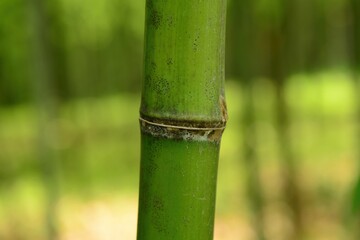 Obraz premium Phyllostachys bambusoides, called Wangdae in Korea, is a giant bamboo with long internodes and hairy leaf sheaths. It has dense foliage and is used for timber, crafts, and landscaping.