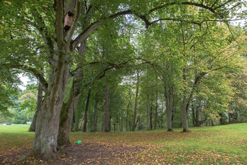 A tall old tree in the park with a children's swing hanging on it and a birdhouse attached. Fallen...