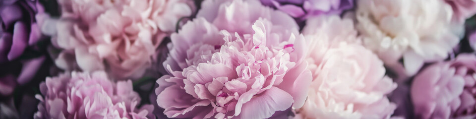Fototapeta premium Soft Pink Peonies in Bloom with Gentle Morning Light