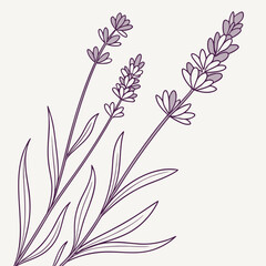 Delicate purple lavender sprigs with slender leaves in a simple line art illustration style on a light background