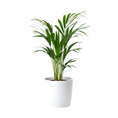 Obraz premium Lush Green Parlor Palm Plant in White Pot; Vibrant, Healthy Creeper Houseplant.