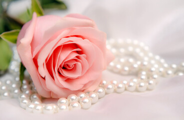 The branch of pink rose on white fabric background